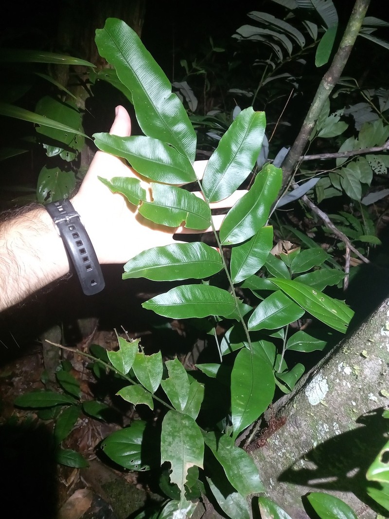 Lomariopsis prieuriana photo 8