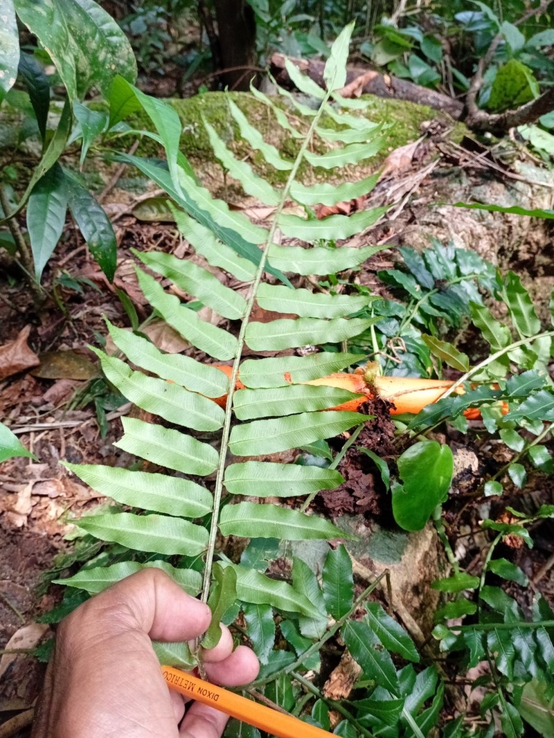 Lomariopsis recurvata