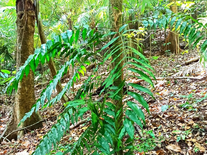 Lomariopsis recurvata photo 2