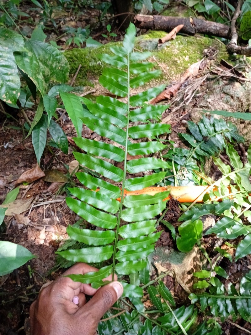 Lomariopsis recurvata photo 3