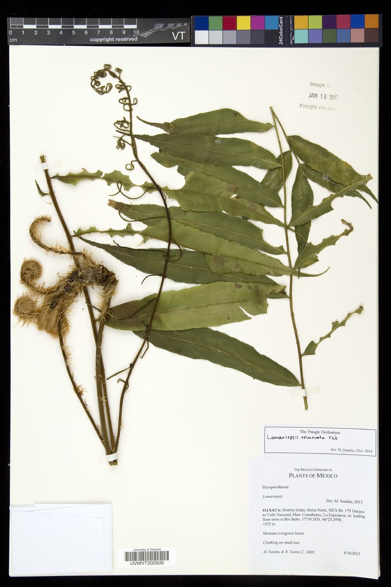 Lomariopsis recurvata photo 5