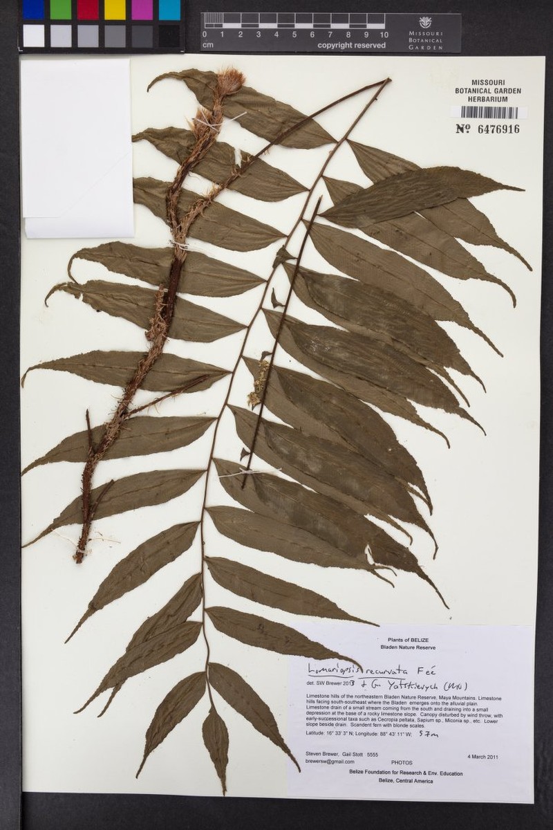 Lomariopsis recurvata photo 6