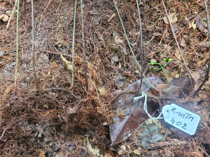 Lomariopsis rossii