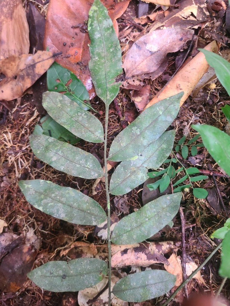 Lomariopsis rossii photo 2