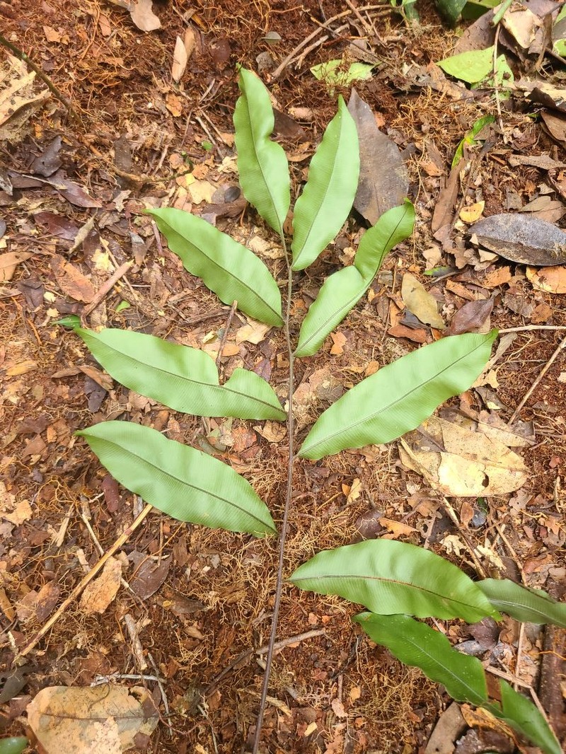 Lomariopsis rossii photo 3