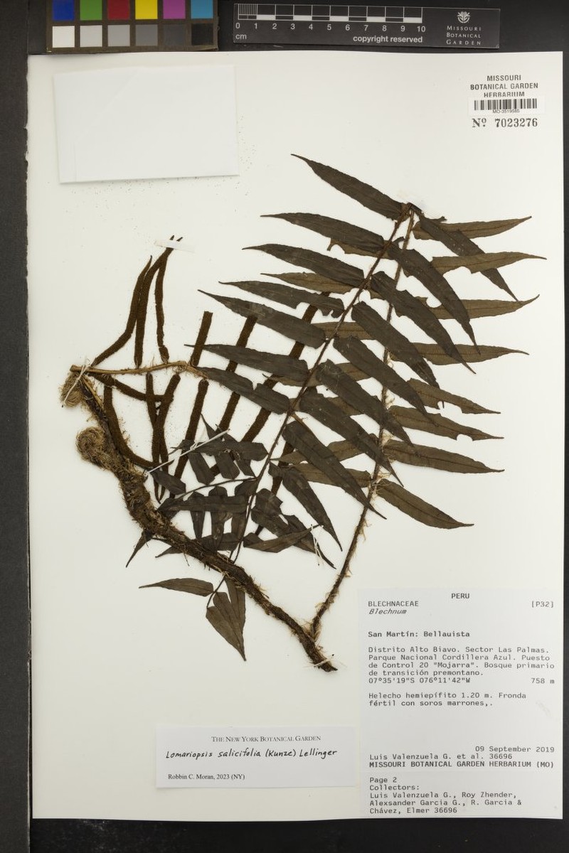 Lomariopsis salicifolia