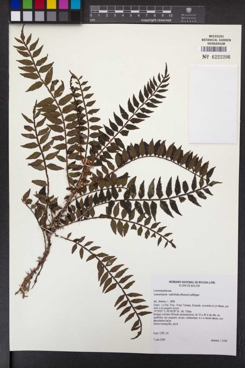 Lomariopsis salicifolia photo 2