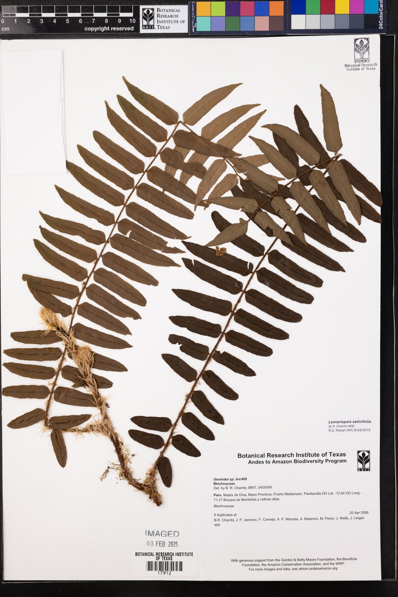 Lomariopsis salicifolia photo 3