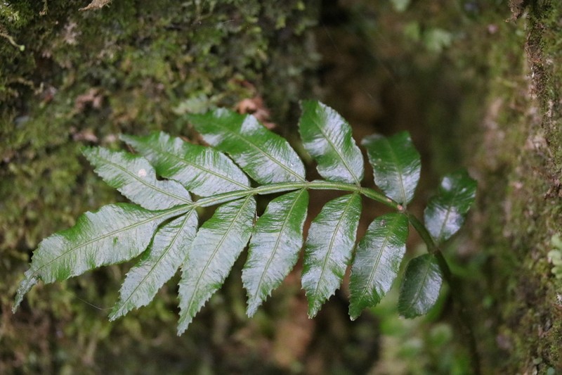 Acacia Fringedfern