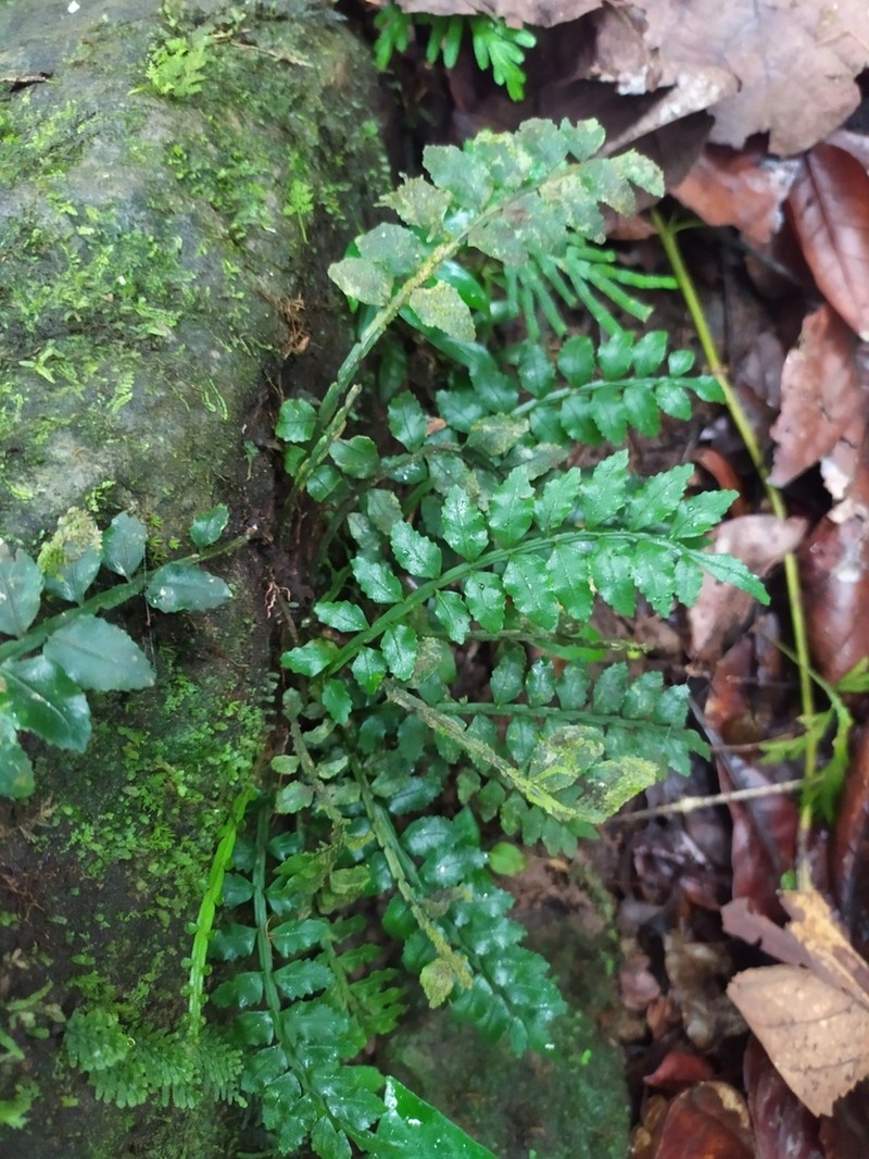 Acacia Fringedfern photo 2