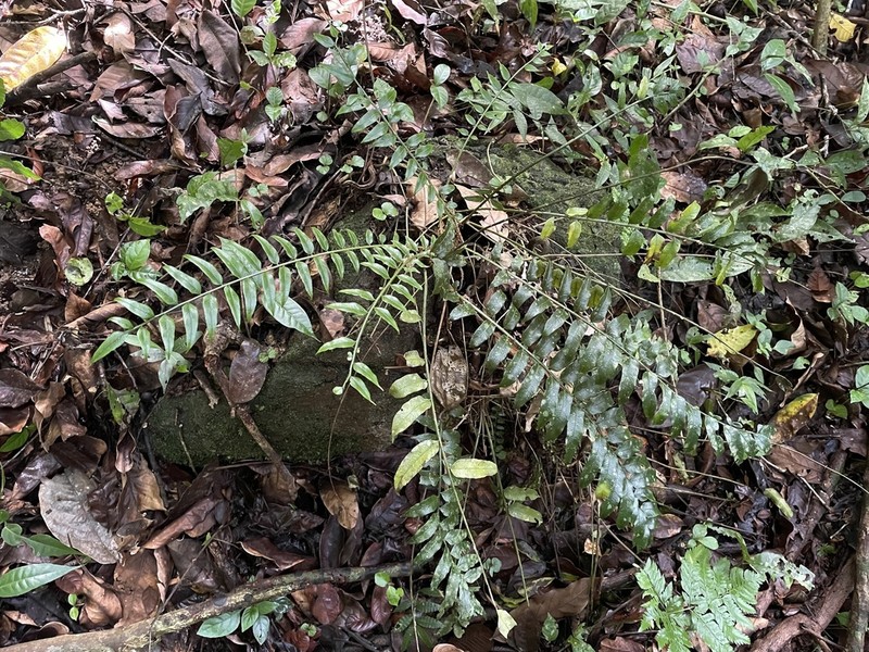 Acacia Fringedfern photo 3