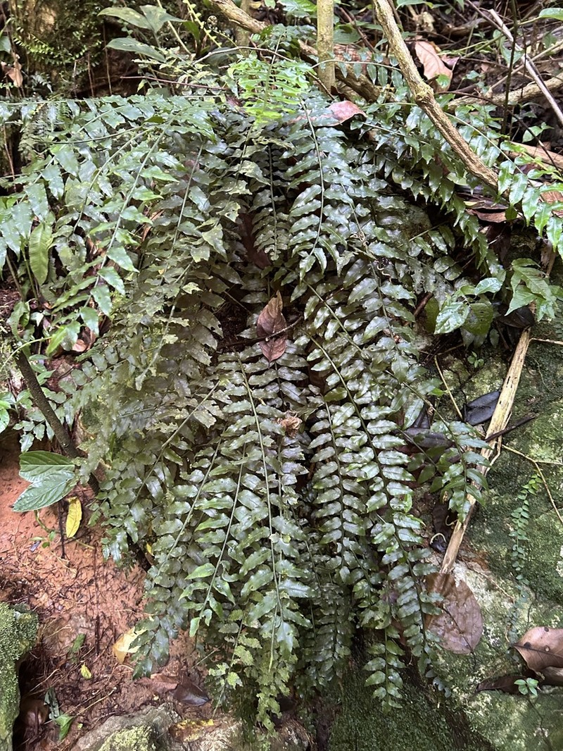 Acacia Fringedfern photo 4