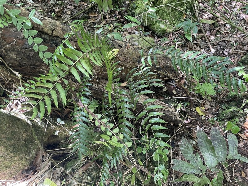 Acacia Fringedfern photo 5