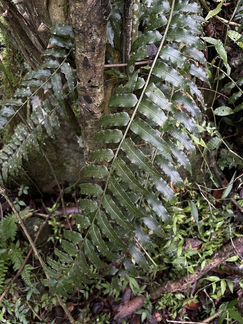 Acacia Fringedfern photo 6