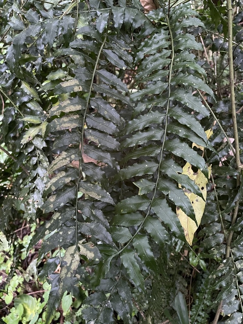 Acacia Fringedfern photo 7