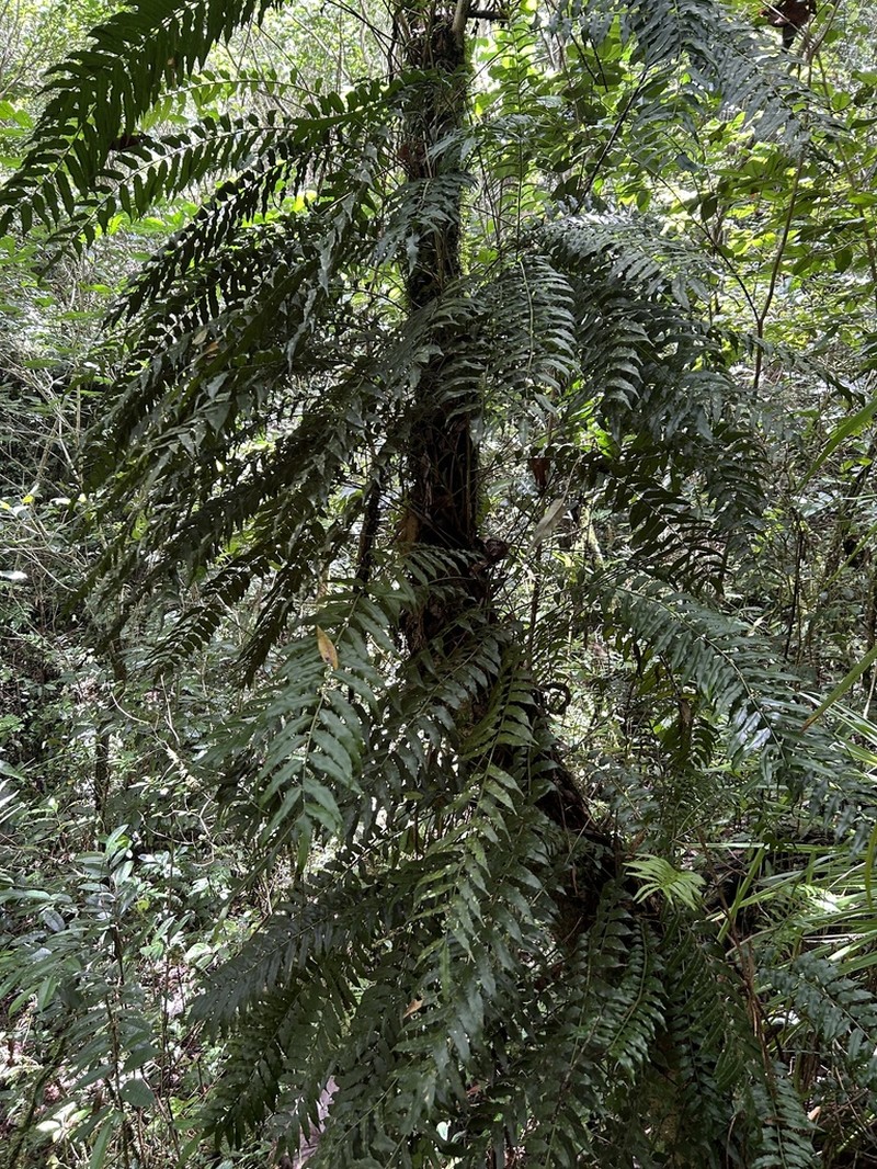 Acacia Fringedfern photo 8