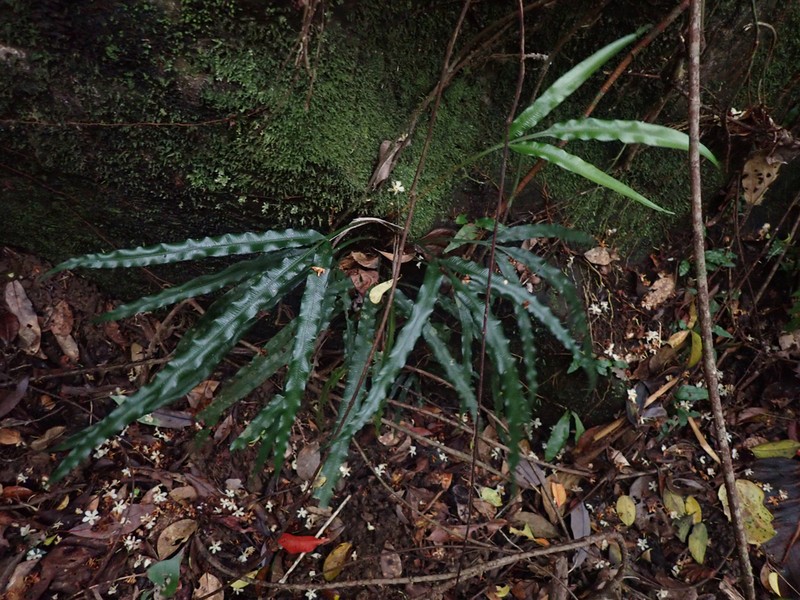 Lomariopsis spectabilis