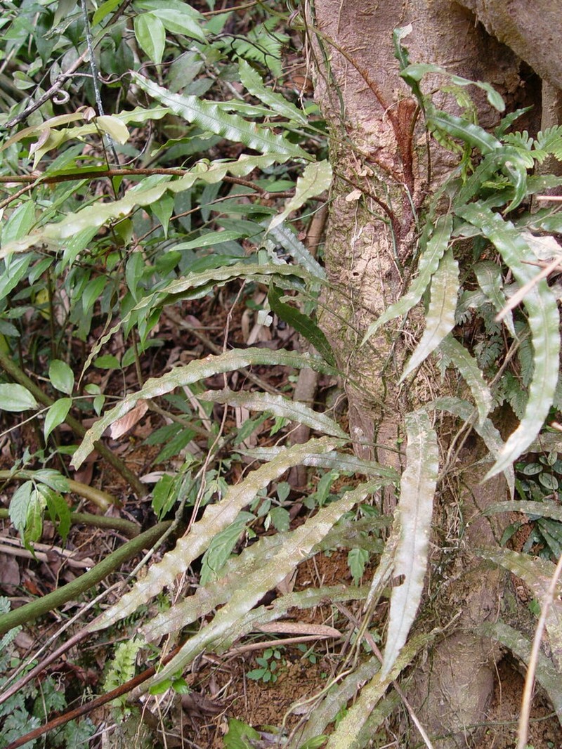 Lomariopsis spectabilis photo 2