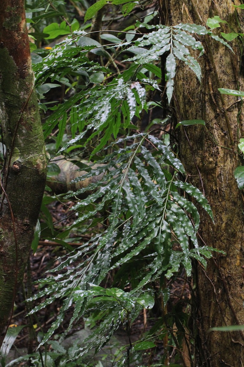 Lomariopsis spectabilis photo 3