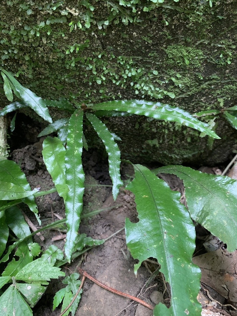 Lomariopsis spectabilis photo 4