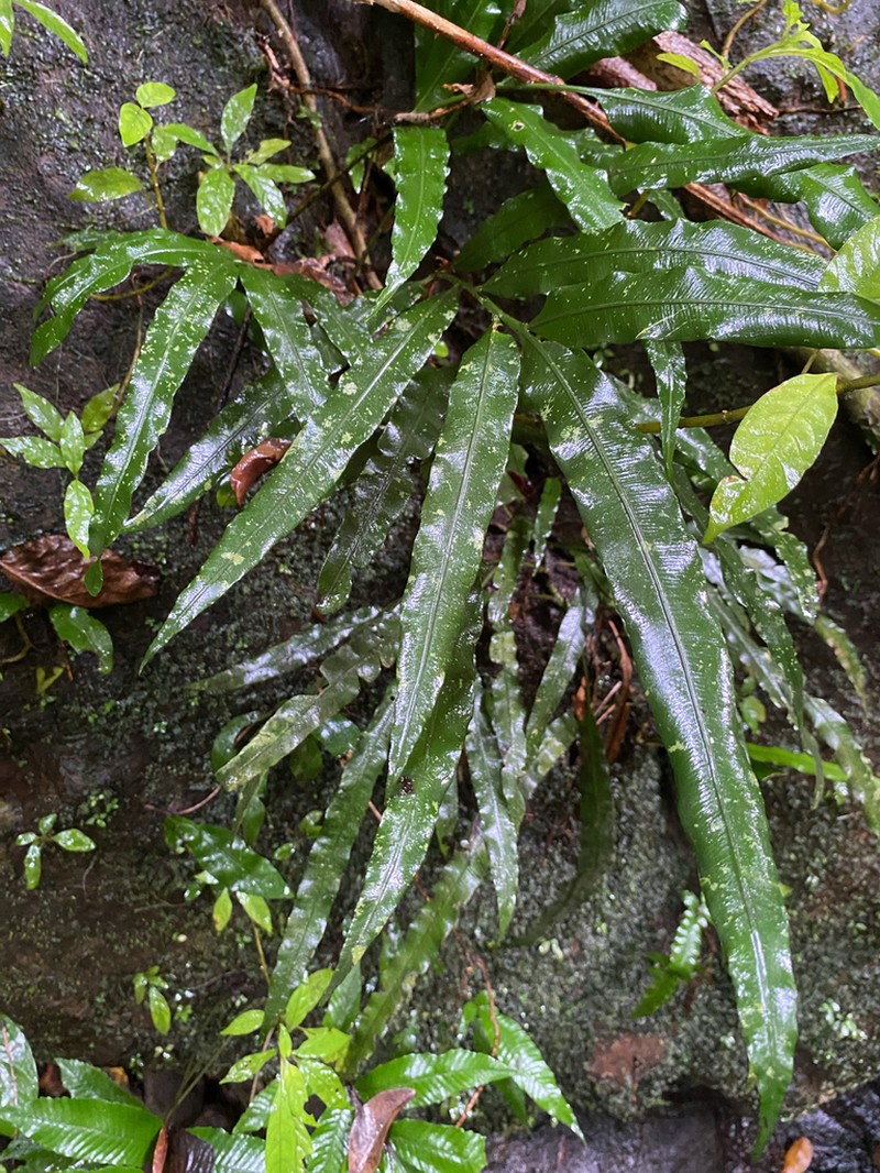 Lomariopsis spectabilis photo 5