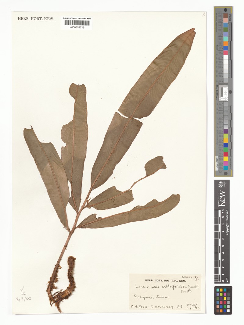 Lomariopsis subtrifoliata