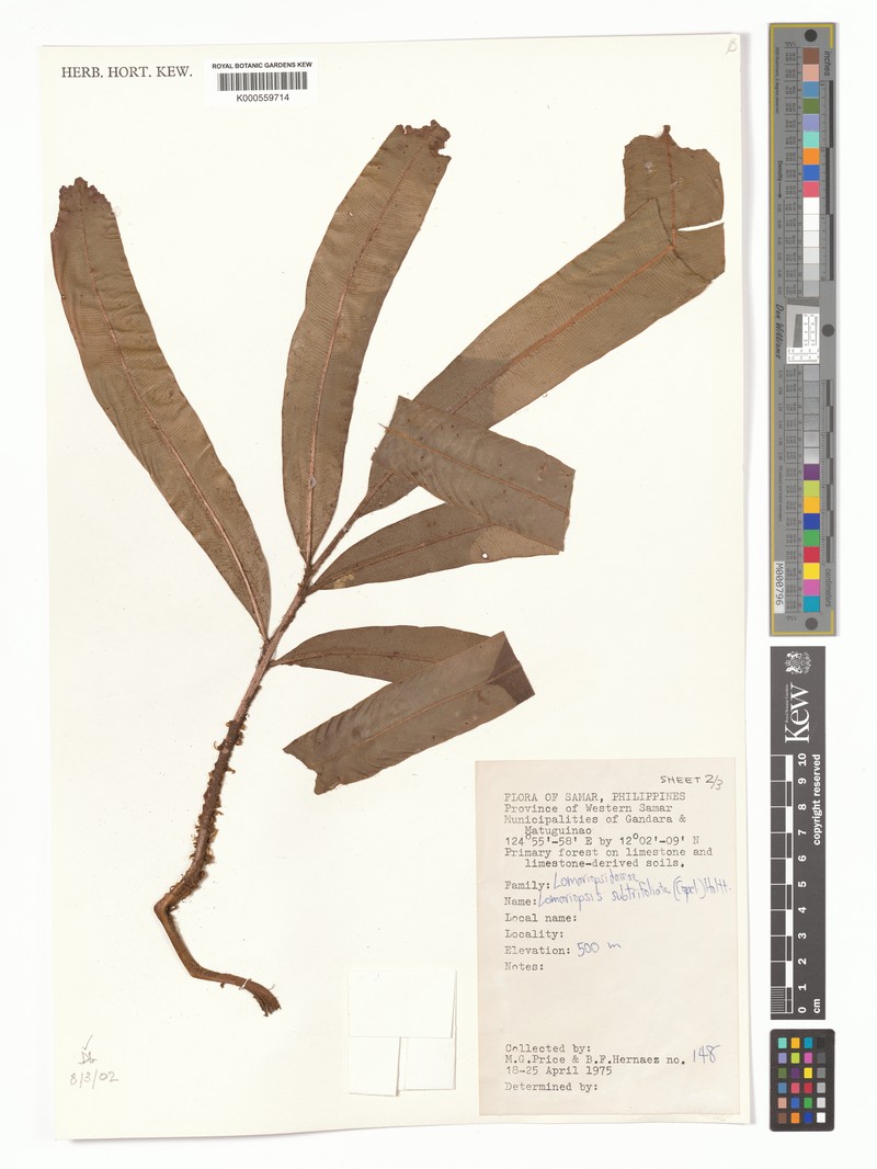 Lomariopsis subtrifoliata photo 2