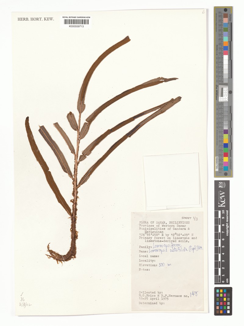 Lomariopsis subtrifoliata photo 3