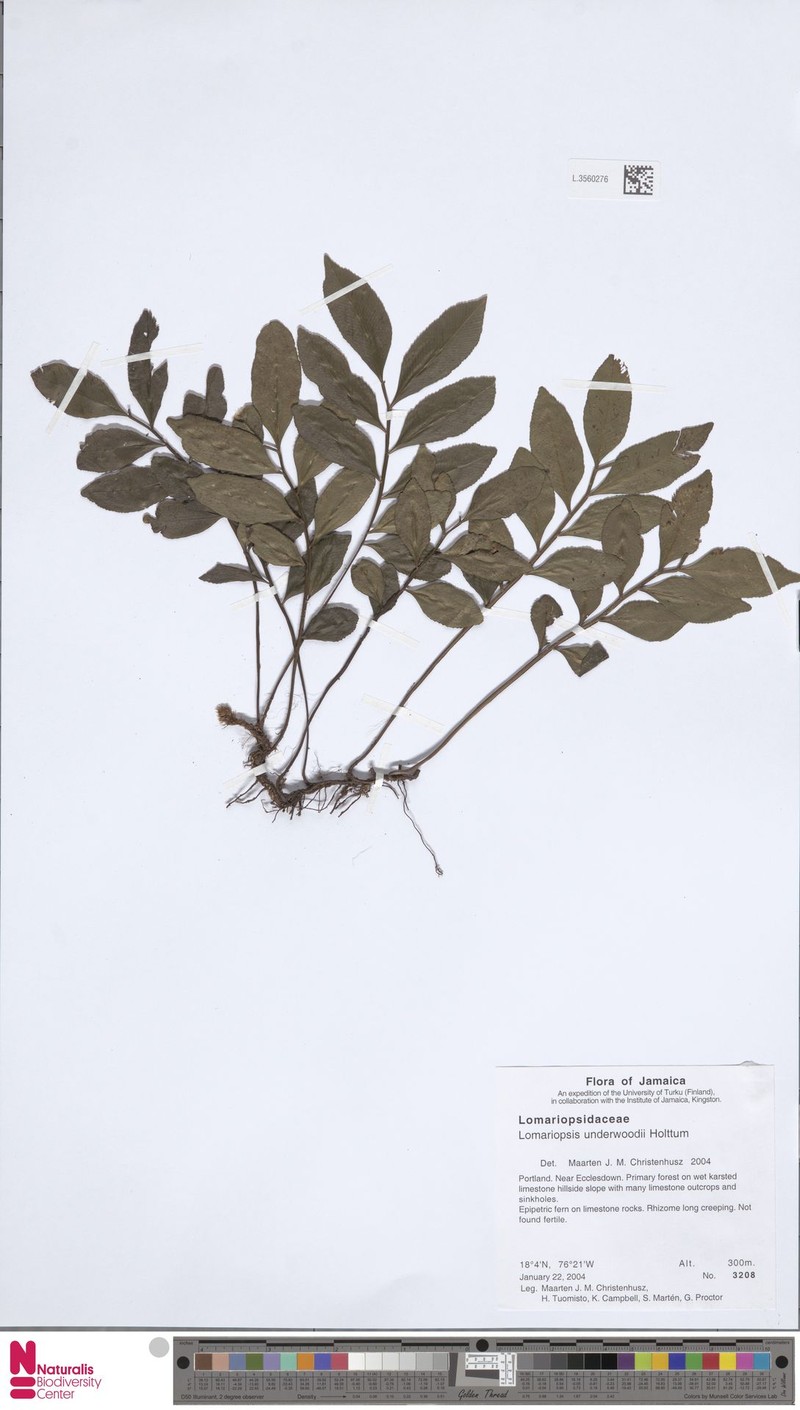 Lomariopsis underwoodii