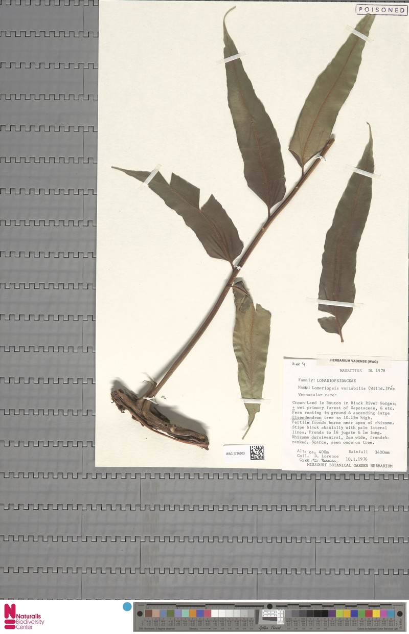 Lomariopsis variabilis