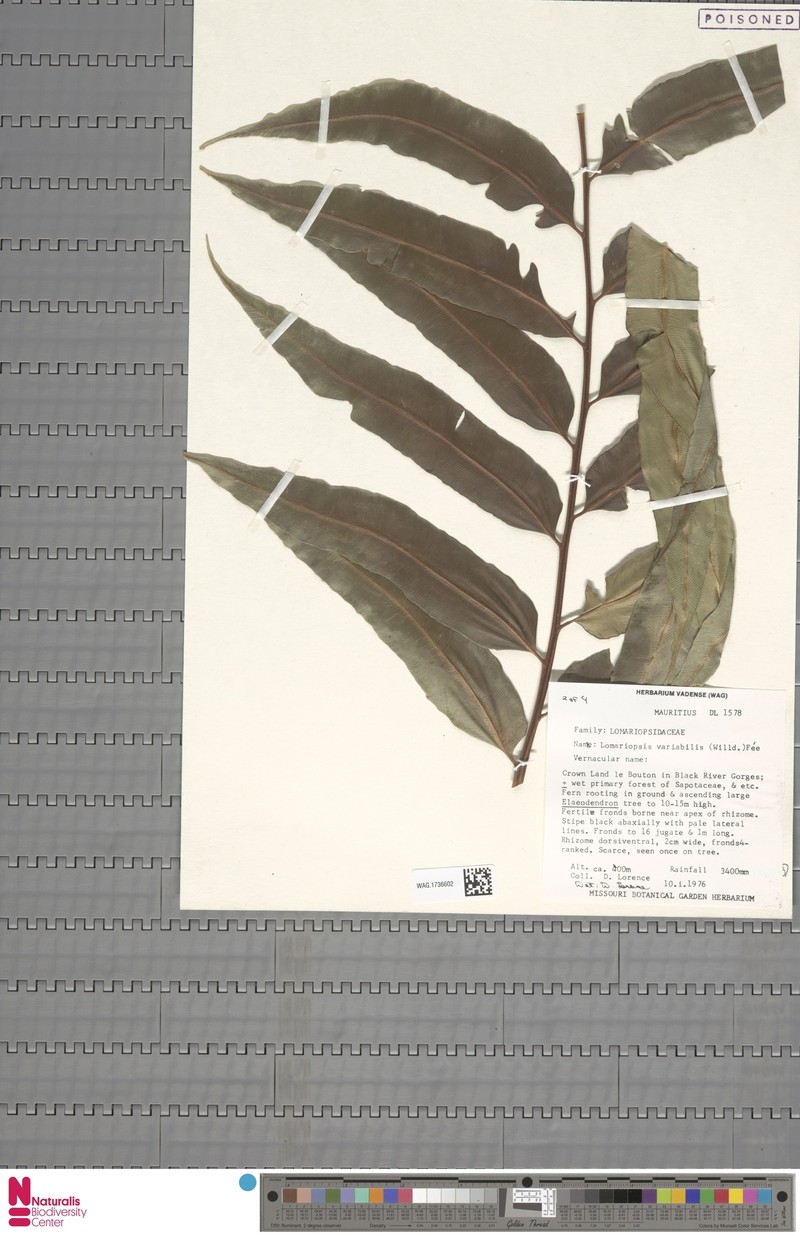 Lomariopsis variabilis photo 2