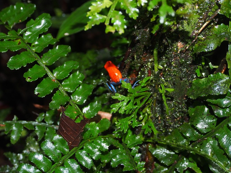 Lomariopsis vestita