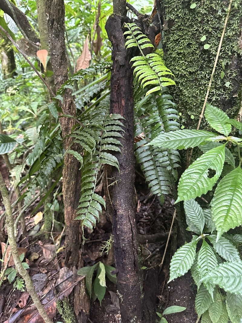 Lomariopsis vestita photo 2