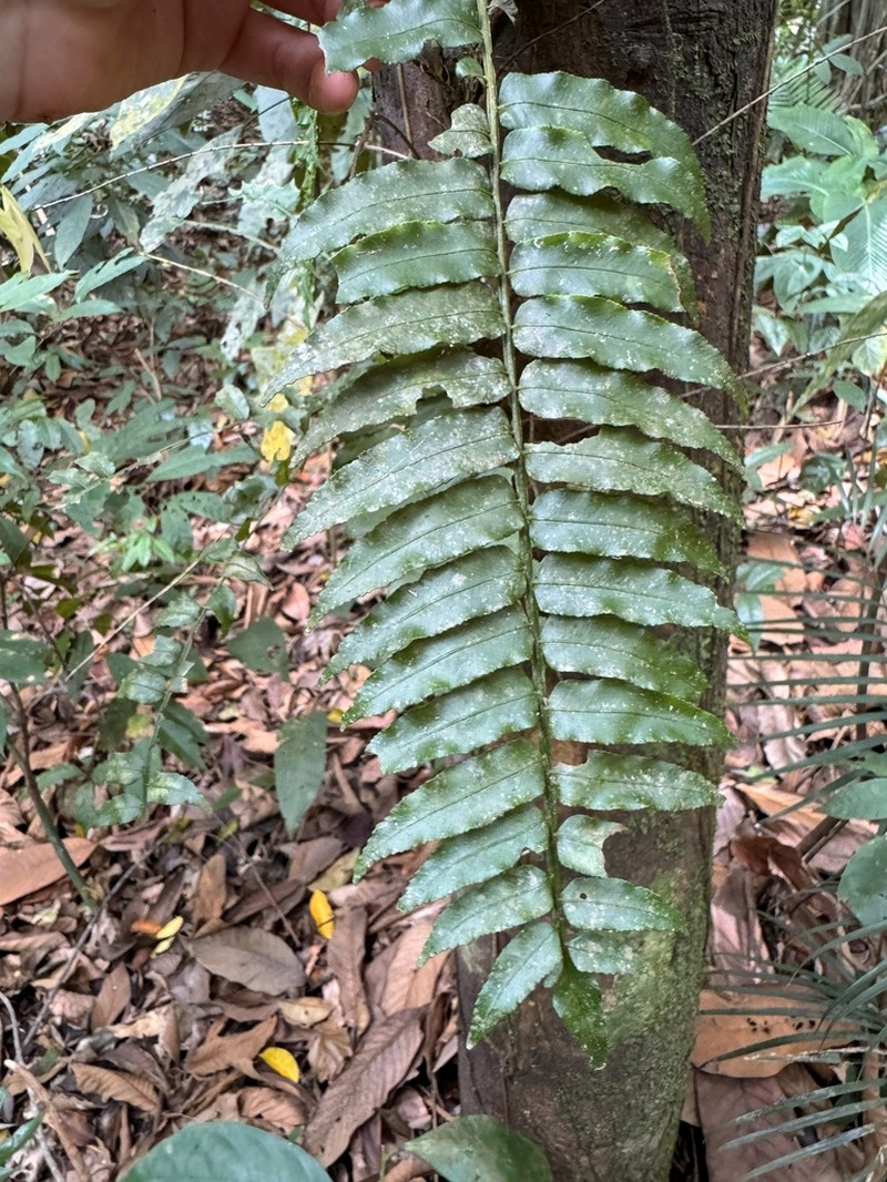 Lomariopsis vestita photo 3