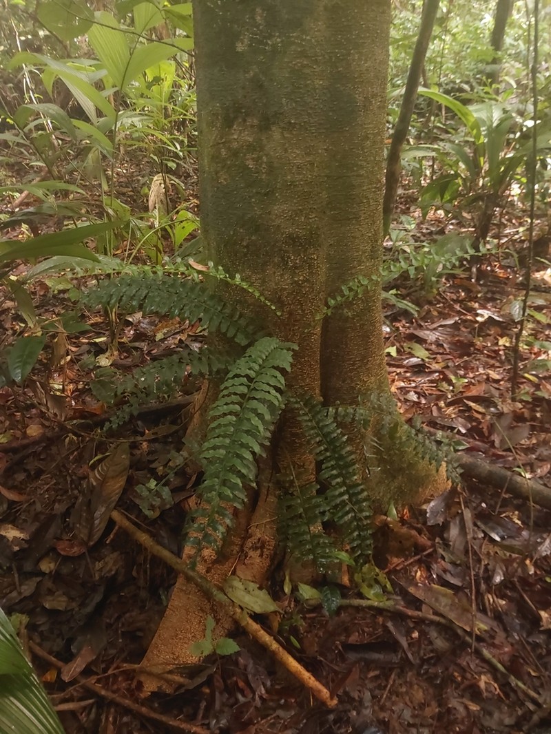 Lomariopsis vestita photo 4