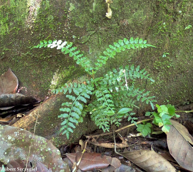 Lomariopsis vestita photo 5