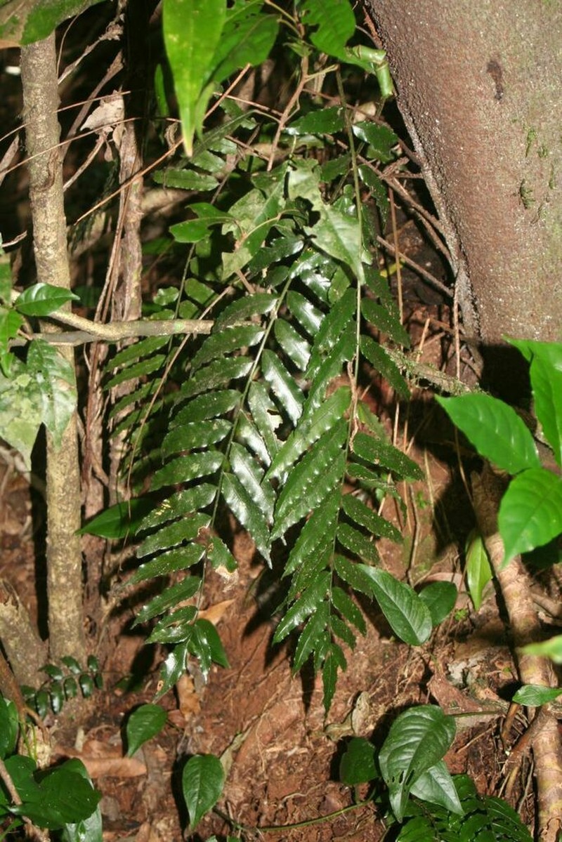 Lomariopsis warneckei photo 2