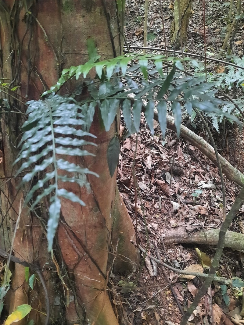 Lomariopsis warneckei photo 3