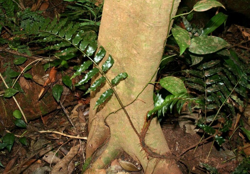 Lomariopsis warneckei photo 4