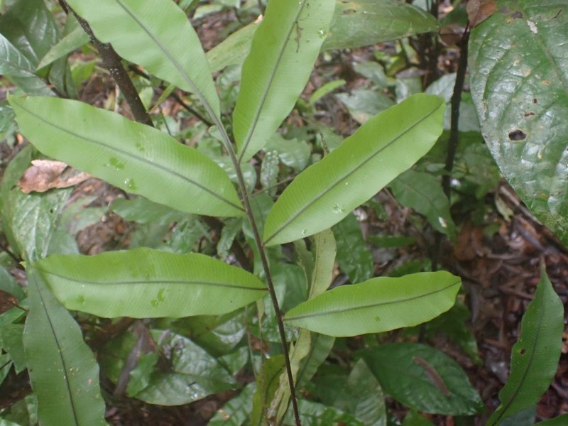 Lomariopsis warneckei photo 5