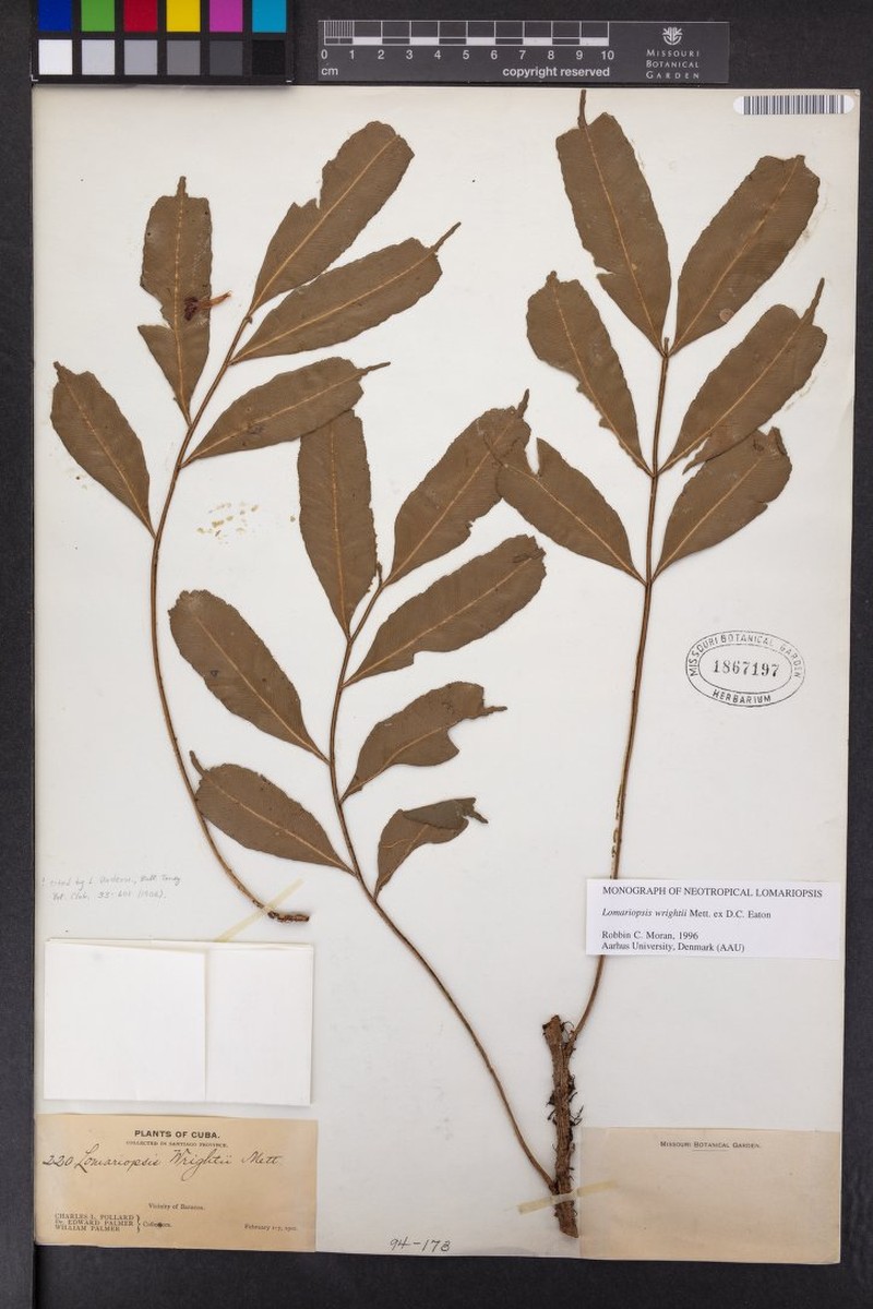 Lomariopsis wrightii photo 2