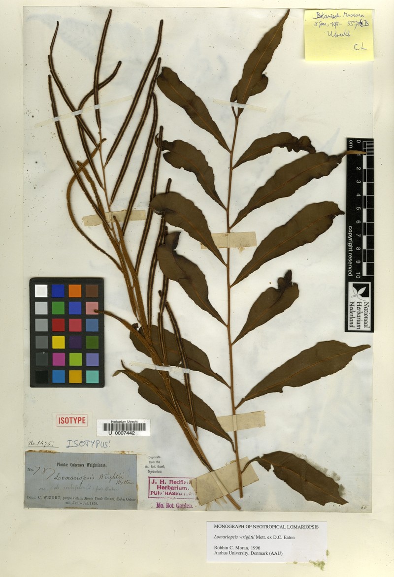 Lomariopsis wrightii photo 3