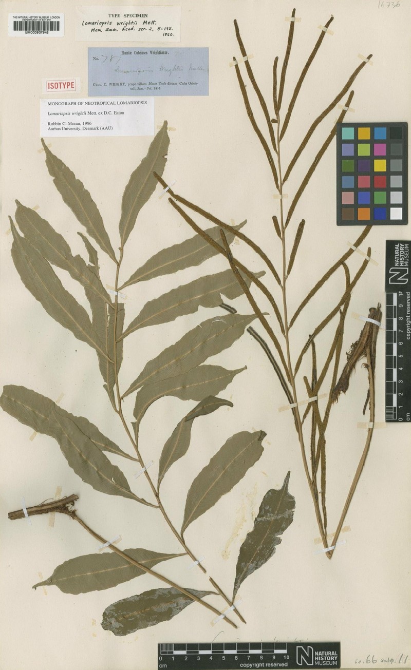 Lomariopsis wrightii photo 4