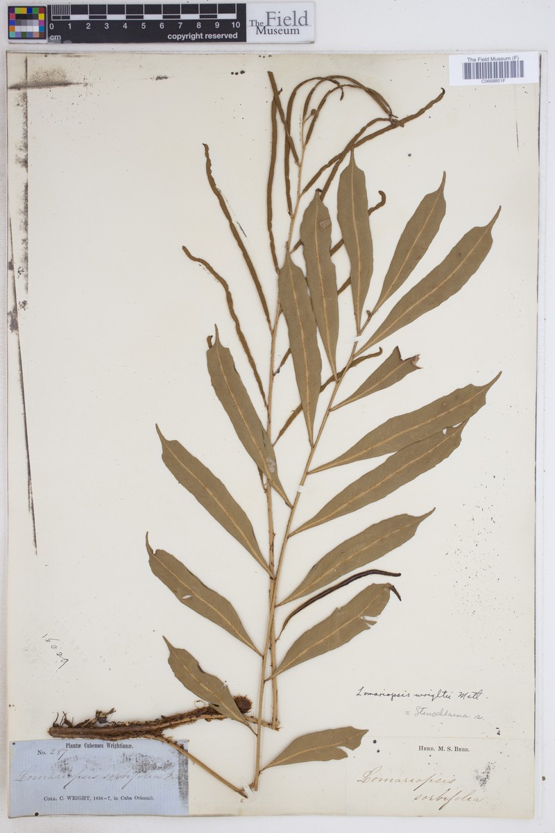 Lomariopsis wrightii photo 5