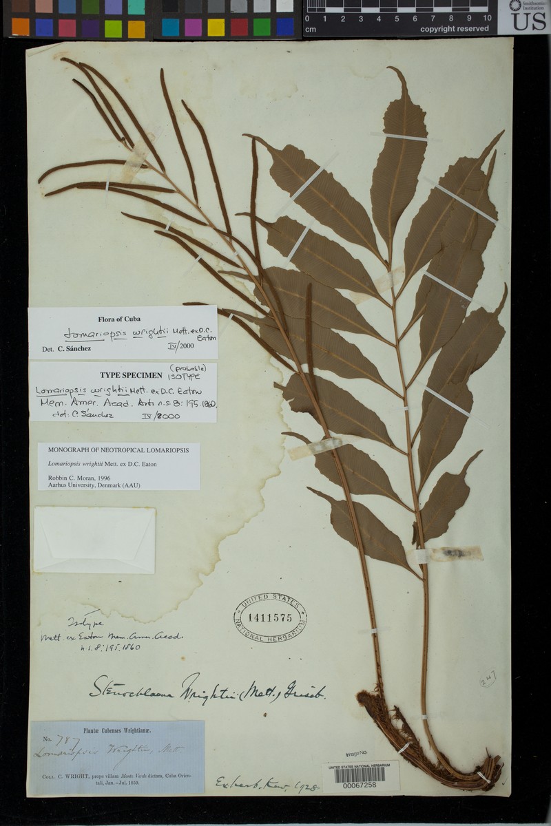 Lomariopsis wrightii