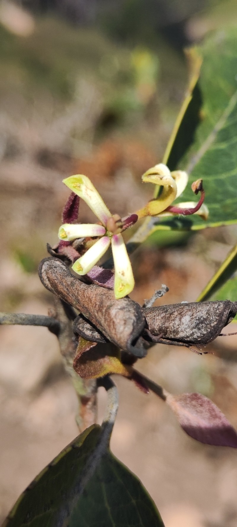 Lomatia hirsuta subsp. hirsuta
