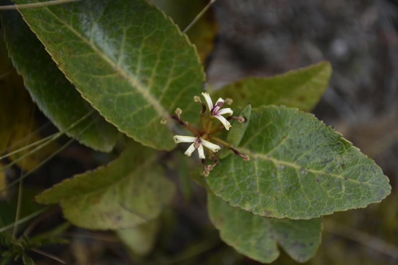 Lomatia hirsuta subsp. hirsuta photo 2