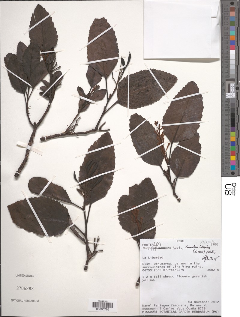 Lomatia hirsuta subsp. hirsuta photo 3