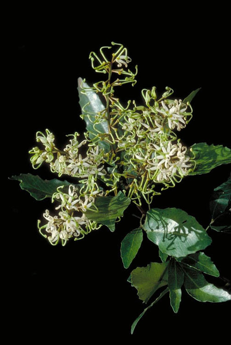 Lomatia milnerae