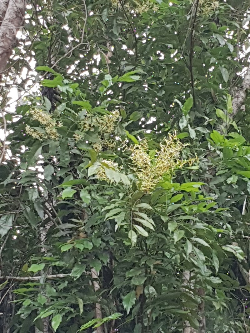 Lomatia milnerae photo 2
